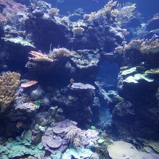 Vibrant Coral Reef Ecosystem with Diverse Marine Life