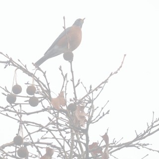 American Robin Perched in Misty Winter Branches