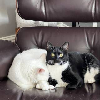 Cozy Cats on Leather Chair