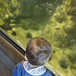 Gazing Into the Wonders of the Aquarium