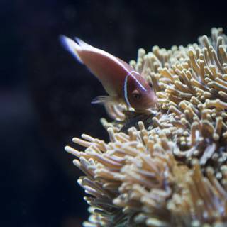 Anemone Fish in Coral Reef Aquarium