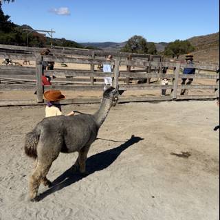 Llama Encounters in Carmel Valley
