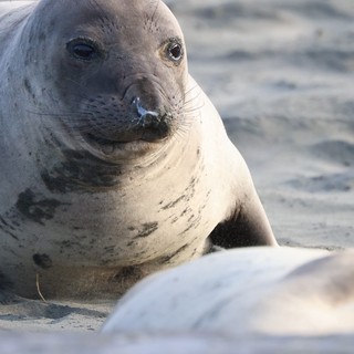 Northern Elephant Seal Resting on Sandy Beach
