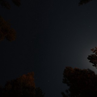 Moonlit Pines Beneath a Star-Filled Sky