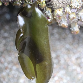 Emerald Seaweed Draped Beneath Tide Pool Rock