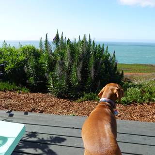 Canine Appreciation for the Ocean View