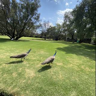 Peacocks in the Park