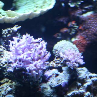 A Diverse Coral Reef Ecosystem