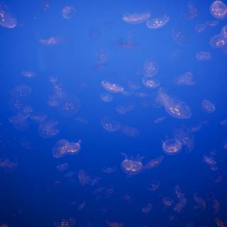 Underwater Ballet of the Monterey Jellyfish