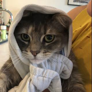 Towel-Headed Cat
