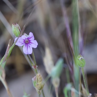 Delicate Wild Geranium Blooms Among Dry Grasses