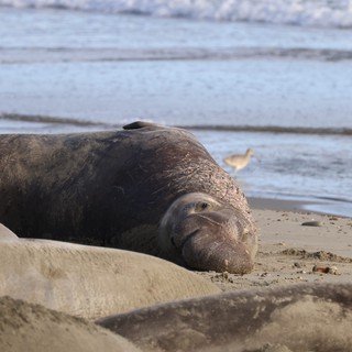 Elephant Seal Resting on Drakes Beach Shore