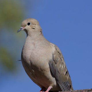 Mourning Dove Portrait Against Clear Blue Sky