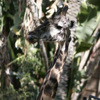 Majestic Giraffe in the Zoo