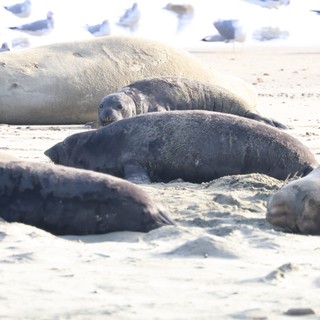 Elephant Seals Resting on Drakes Beach Sand