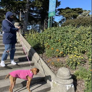 Walking the Pup in Alamo Square