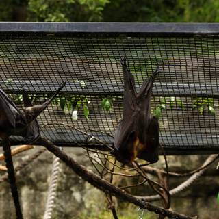The Upside Down World of Bats