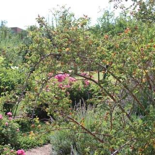 Bursting with Color: A Geranium Bush in Full Bloom