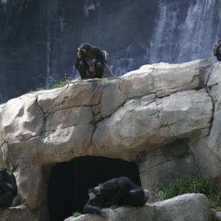 Chimp Relaxation Time