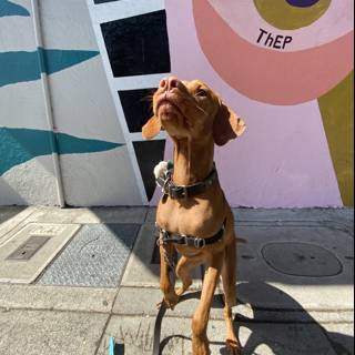 Colorful Mural Meets a Furry Friend