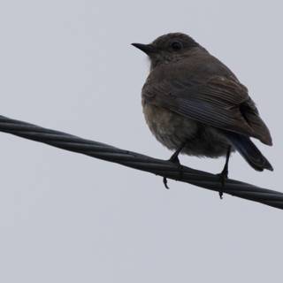 Perched on a Wire