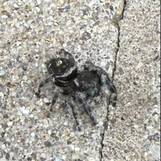 Tiny Guardian of the Veranda