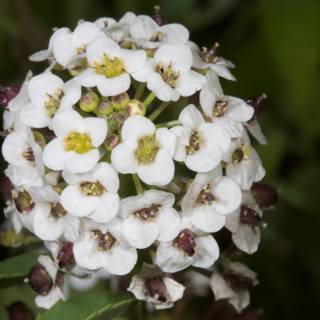 Close up of a White Geranium Flower