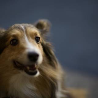 Smiling Collie
