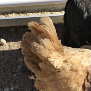 Beautiful Black-Headed Brown Chicken