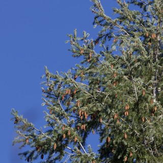 Spruce Branches with Cones Against Clear Blue Sky