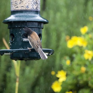Bird Feeding in the Rain at Garden Feeder