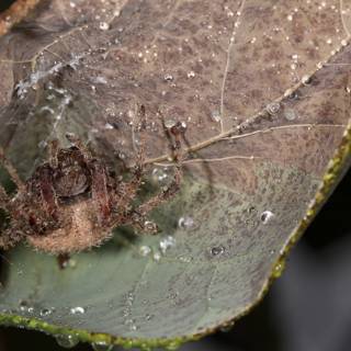 Garden Spider on Dewy Leaf