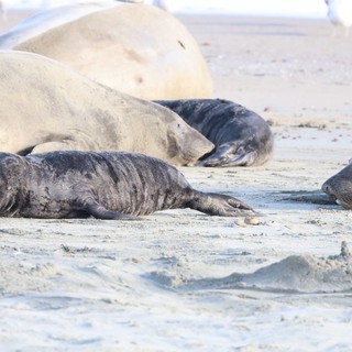 Elephant Seal Pup Resting Among Adults at Drakes Beach