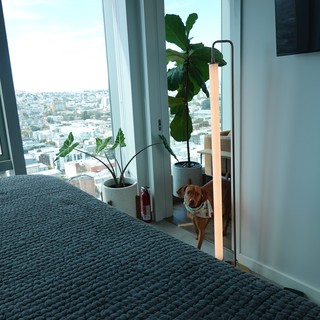 Dog in Modern High-Rise Apartment with City View