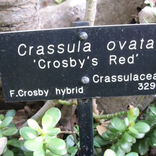 Crassula Ovata Crosby's Red Sign