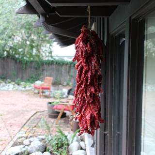 Hanging Red Pepper on Walkway