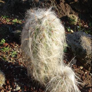 Hairy Cactus