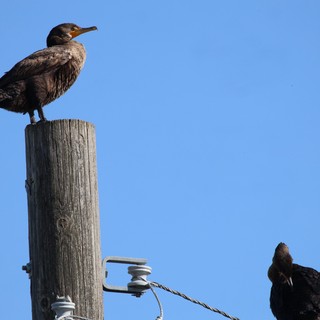 Double-Crested Cormorants Perched on Weathered Wooden Post