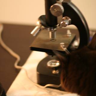 Curiosity of a Feline Scientist