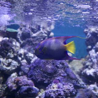 Aquatic Harmony: Dive into the Reef's Ecoscape