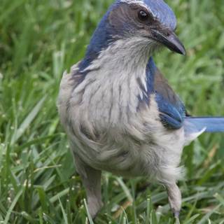Curious Jay in Springtime