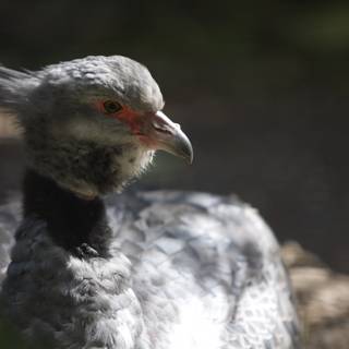 Red-Beaked Vulture Portrait