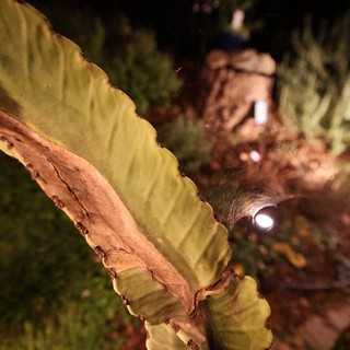 botanical garden or conservatory