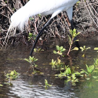 Great Egret Wading in Shallow Wetland Waters