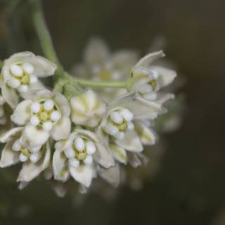 White Flower Pollen