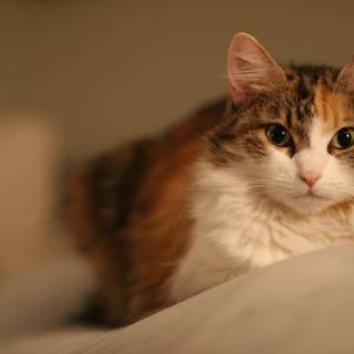 Calico Cat on the Bed