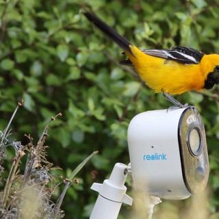 Hooded Oriole Perched on Security Camera