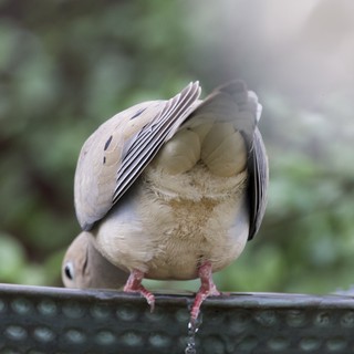 Mourning Dove Preening on Decorative Metal Perch