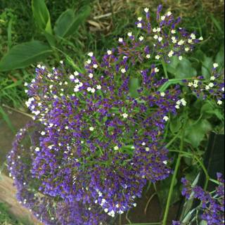 Beautiful Purple Geranium Flower