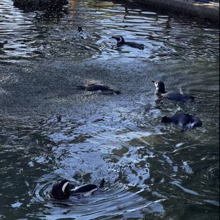 Penguin Pool Party